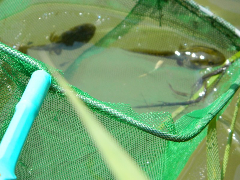 Ancora girino - Pelophylax sp. (prov. Mantova)